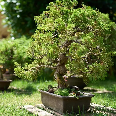 La Charmante 勒比松德卡多恩